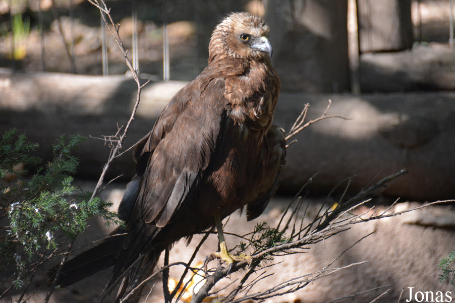 Circus aeruginosus aeruginosus