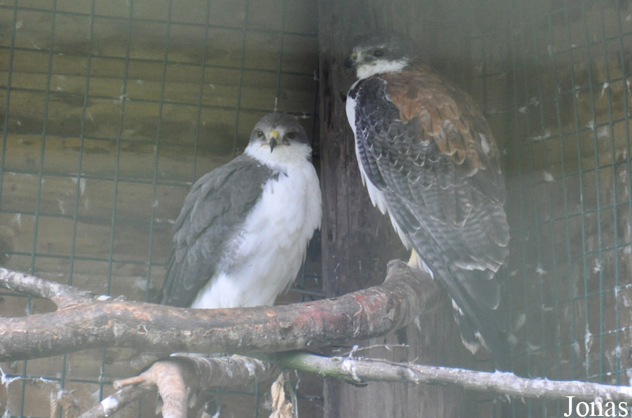 Geranoaetus polyosoma