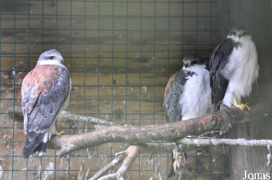 Geranoaetus polyosoma