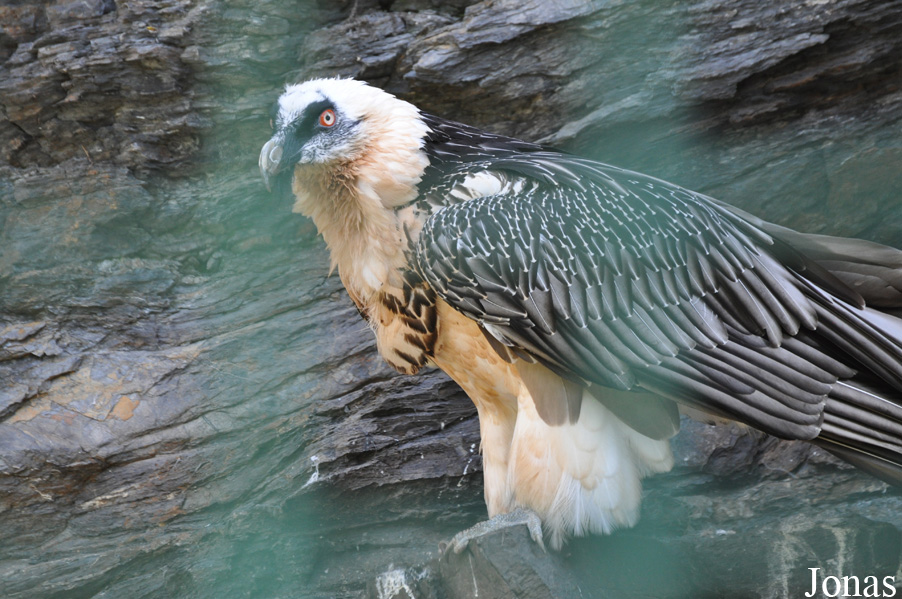 Gypaetus barbatus barbatus