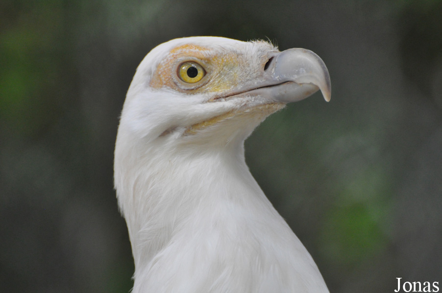 Gypohierax angolensis