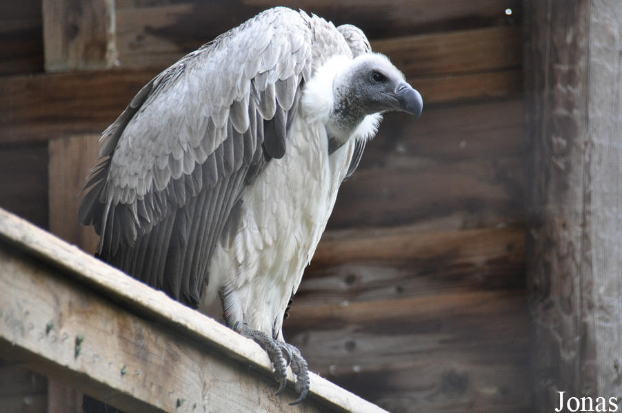 Gyps africanus