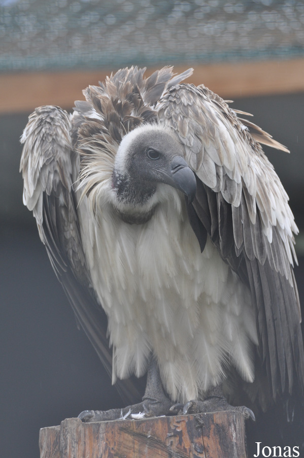 Gyps africanus