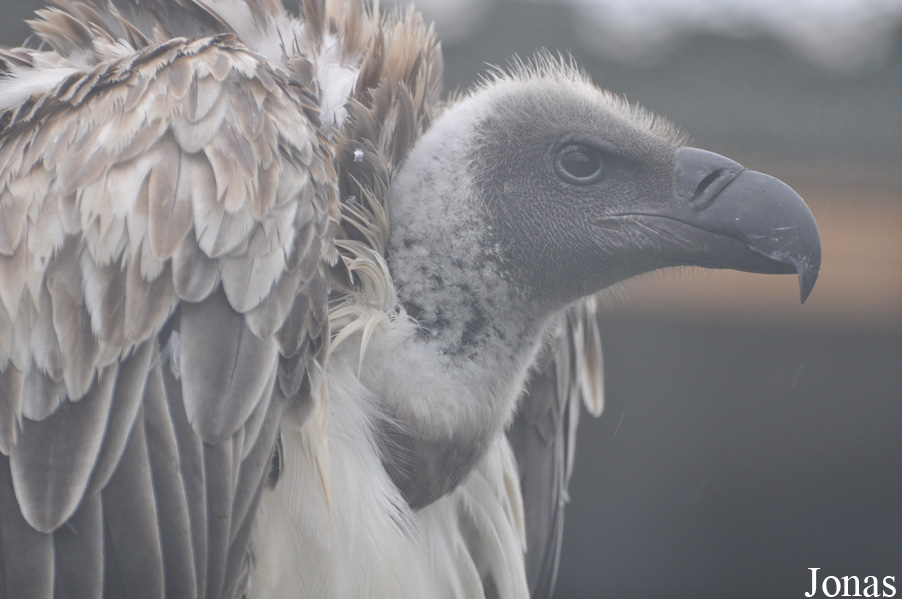 Gyps africanus