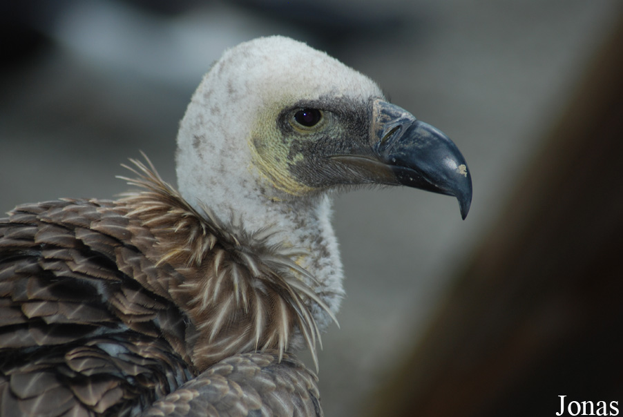 Gyps africanus