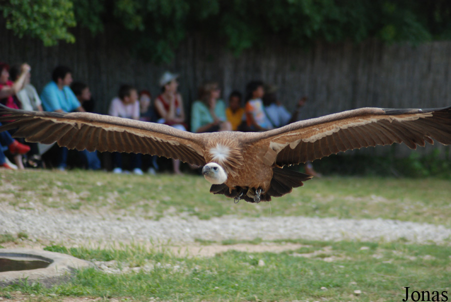 Gyps fulvus