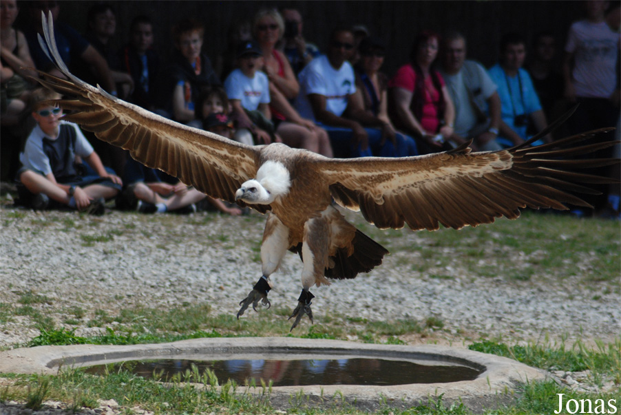 Gyps fulvus