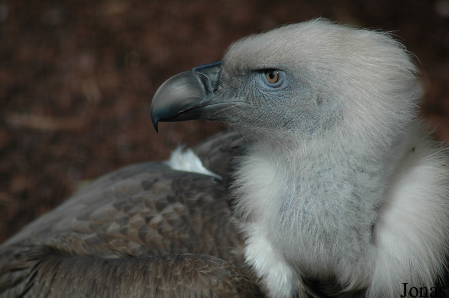 Gyps fulvus