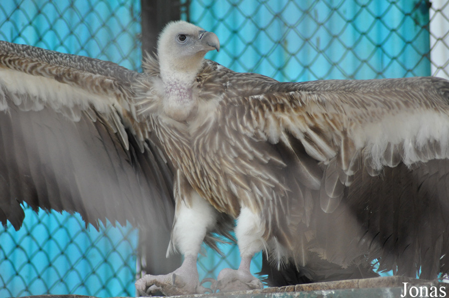 Gyps himalayensis