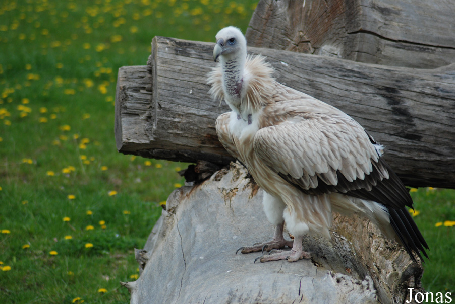 Gyps himalayensis
