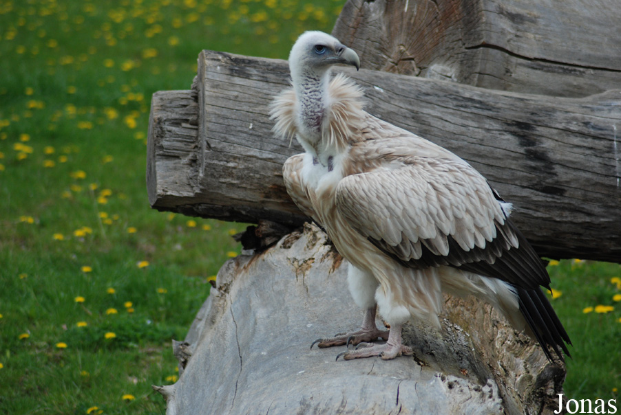 Gyps himalayensis