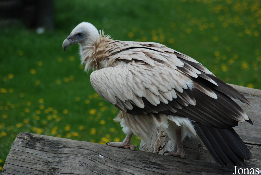 Gyps himalayensis