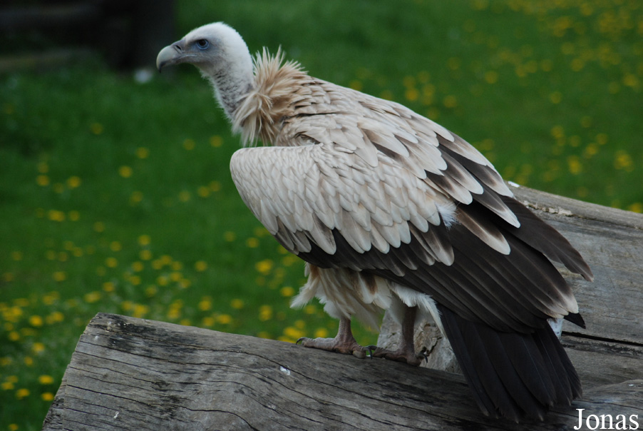Gyps himalayensis