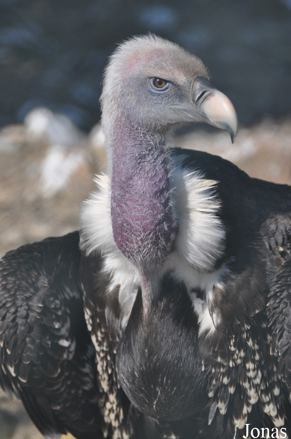 Gyps rueppellii