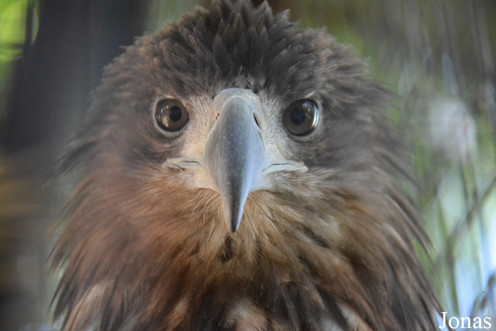 Haliaeetus albicilla