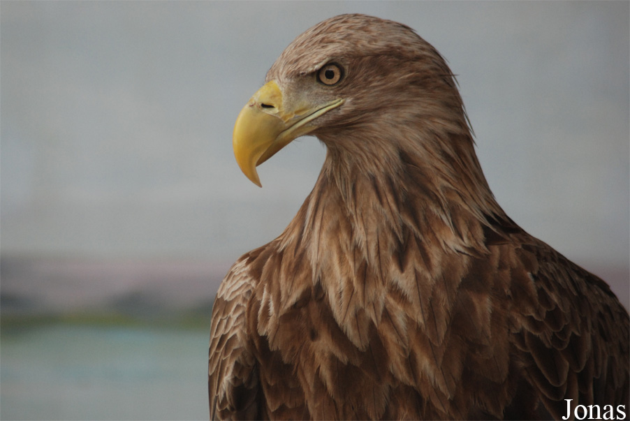 Haliaeetus albicilla