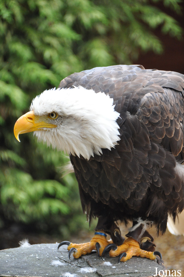 Haliaeetus leucocephalus