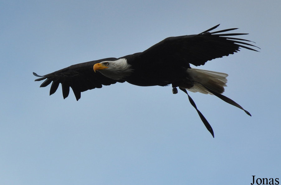 Haliaeetus leucocephalus