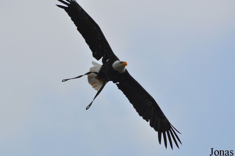 Haliaeetus leucocephalus