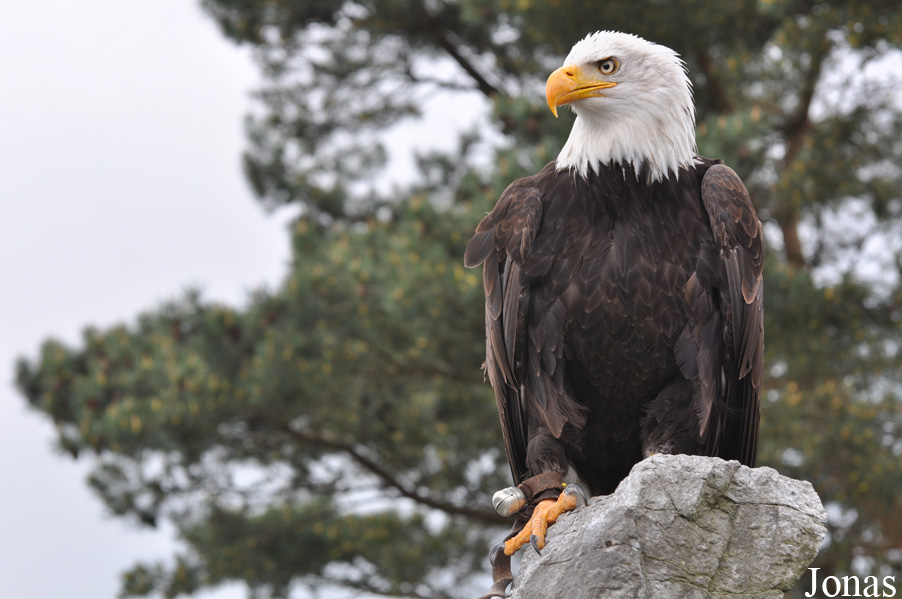 Haliaeetus leucocephalus