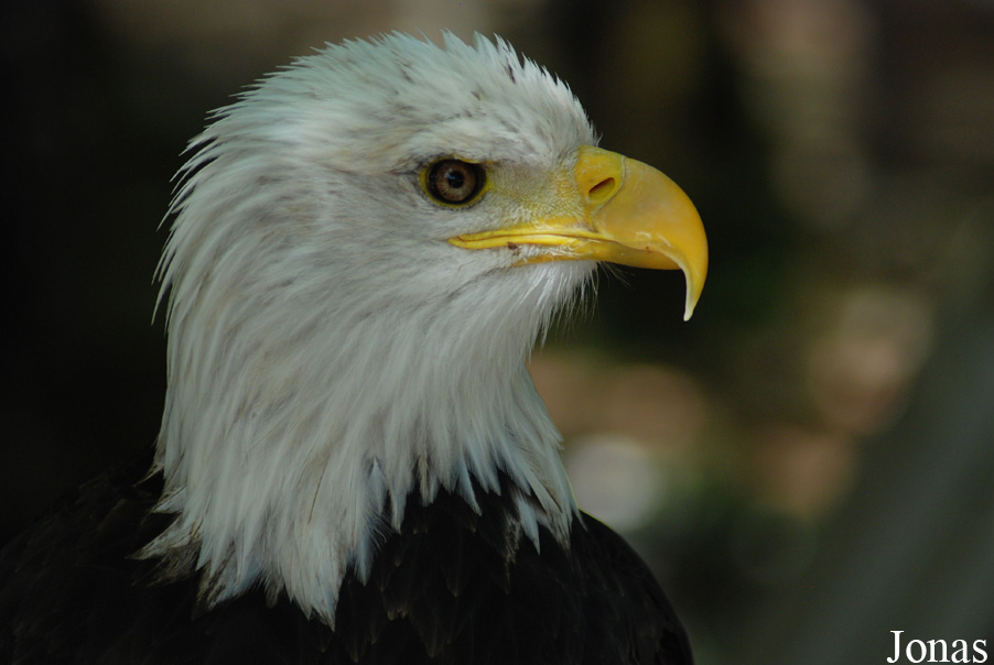Haliaeetus leucocephalus