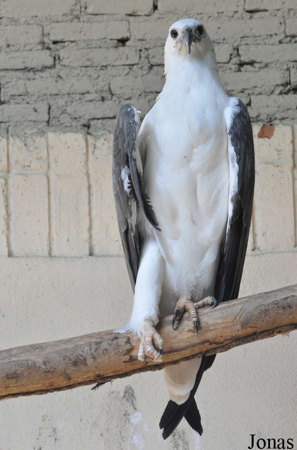Haliaeetus leucogaster