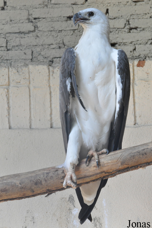 Haliaeetus leucogaster
