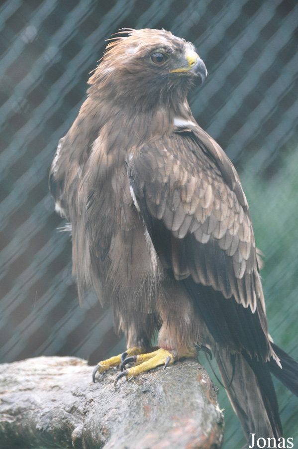 Hieraaetus pennatus