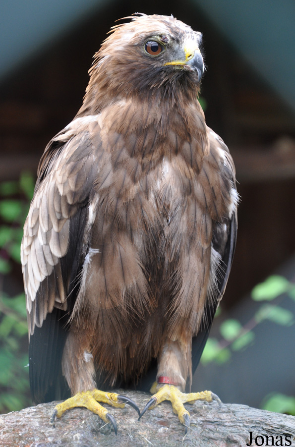 Hieraaetus pennatus