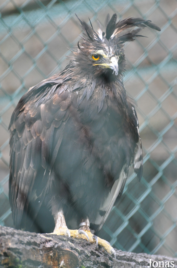 Lophaetus occipitalis
