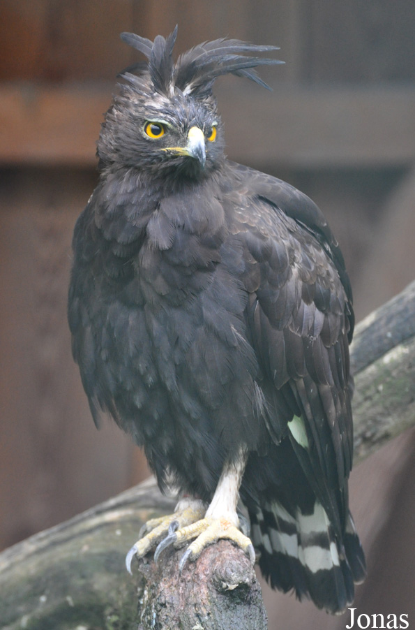 Lophaetus occipitalis