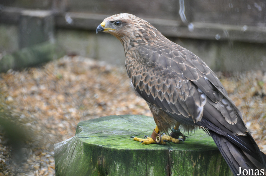 Milvus migrans
