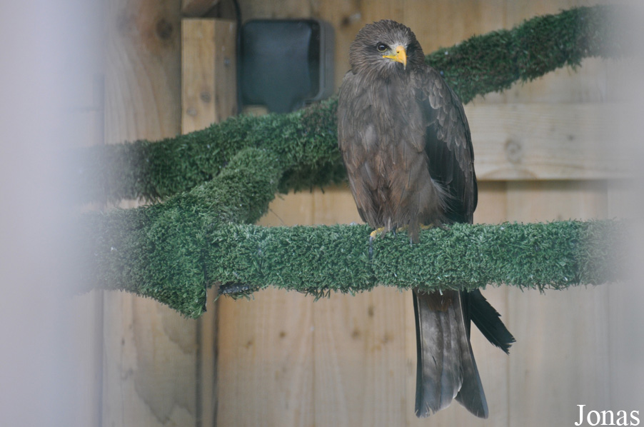 Milvus migrans