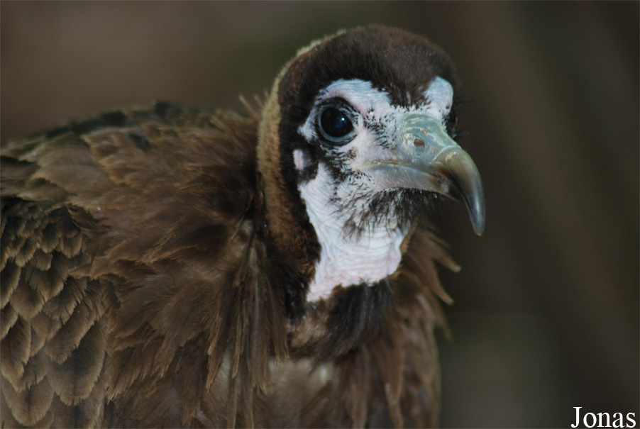 Necrosyrtes monachus
