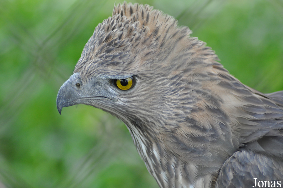 Nisaetus limnaeetus