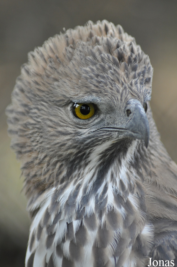 Nisaetus limnaeetus