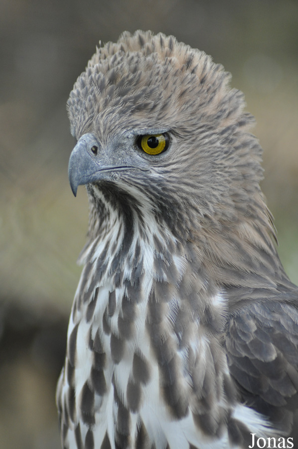 Nisaetus limnaeetus