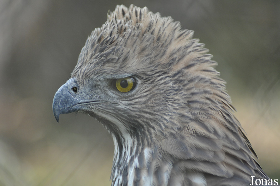 Nisaetus limnaeetus