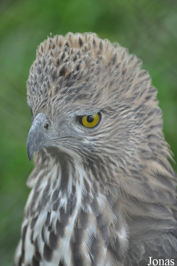 Nisaetus limnaeetus
