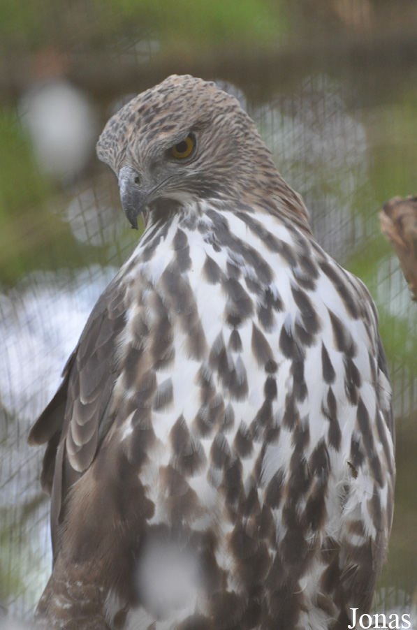 Nisaetus limnaeetus