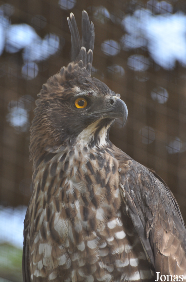 Nisaetus nipalensis