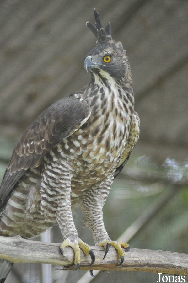 Nisaetus nipalensis
