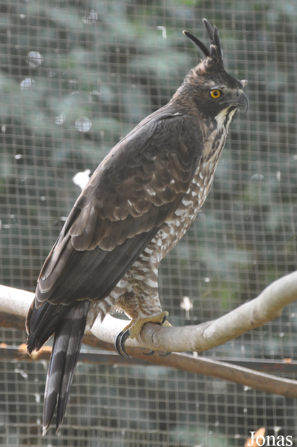Nisaetus nipalensis