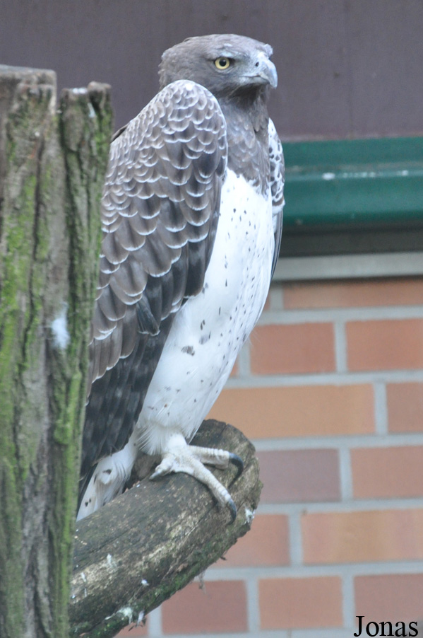 Polemaetus bellicosus