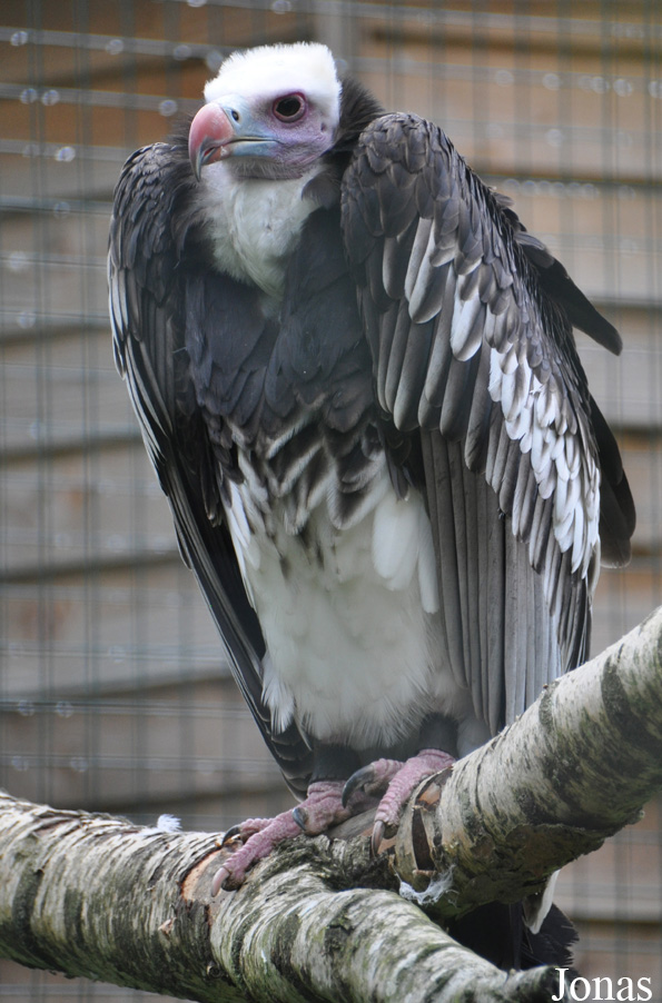 Trigonoceps occipitalis