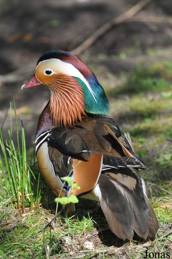 Aix galericulata