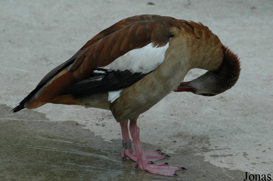 Alopochen aegyptiaca