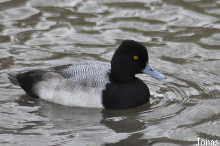 Aythya affinis