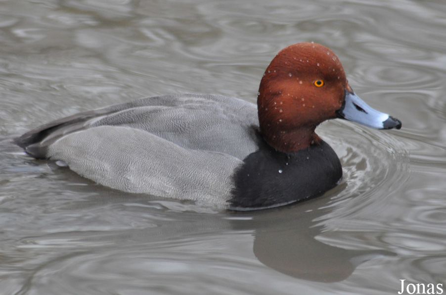 Aythya americana