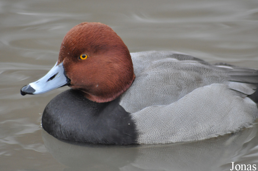 Aythya americana